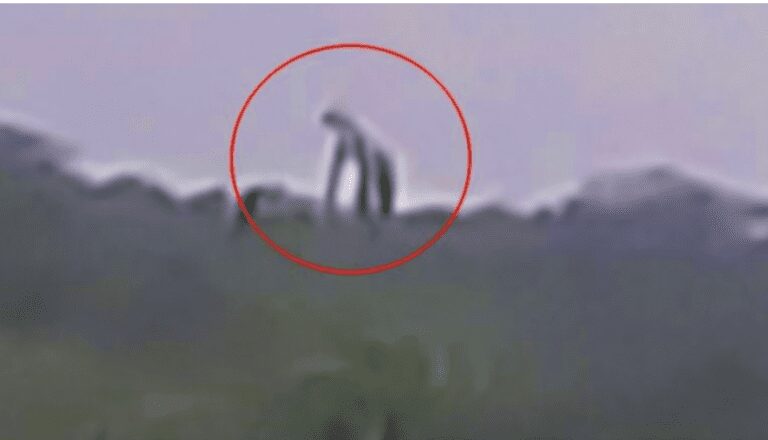 существо