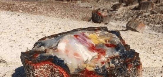 Окаменелые стволы деревьев возрастом 225 миллионов лет
