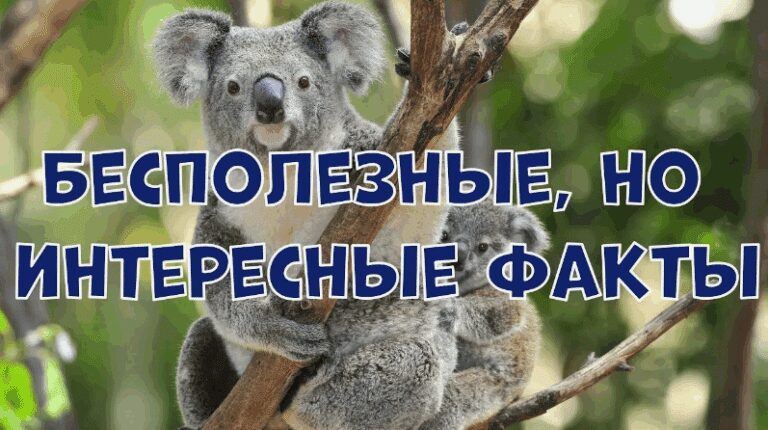 Странные и удивительные факты